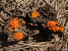 Byssonectria fusispora