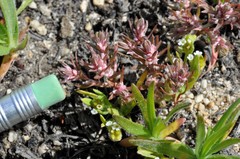 Polygonum polygaloides