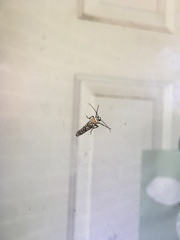 Atteva aurea