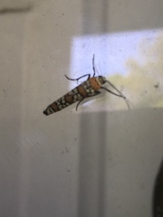 Atteva aurea