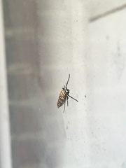 Atteva aurea
