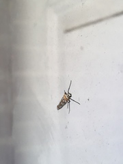 Atteva aurea