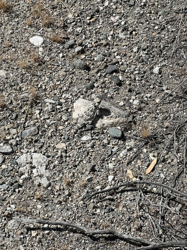 iNaturalist observation photo of Desert Horned Lizard