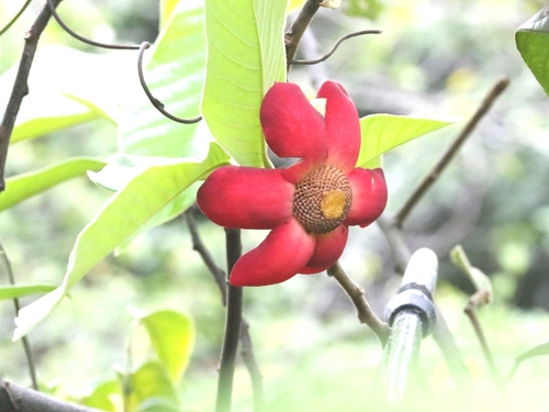Image of Uvaria grandiflora by no rights reserved