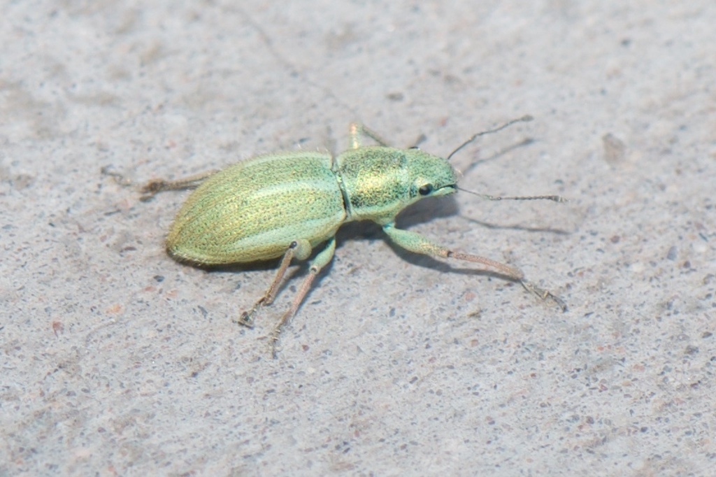 Naupactus auripes