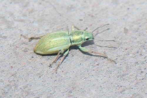 Naupactus auripes