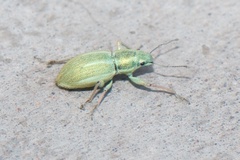 Naupactus auripes