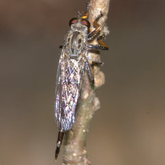 Neoitamus flavofemoratus