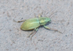 Naupactus auripes