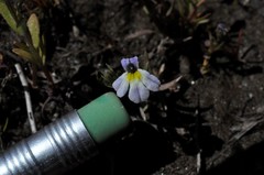 Porterella carnosula