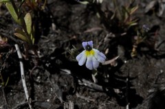 Porterella carnosula