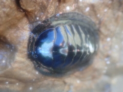 Chiton glaucus