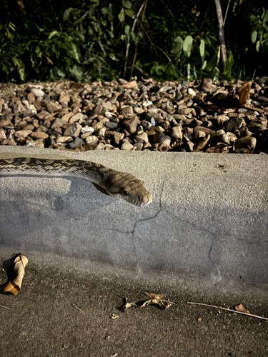 Australian Scrub Python sighting