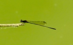 Prodasineura autumnalis