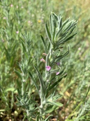 Epilobium densiflorum