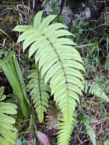 Polycarpa observed 2024-05-17