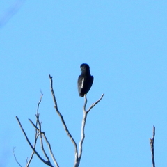 Chelidoptera tenebrosa