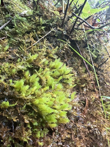 Fissidens observed 2024-05-17