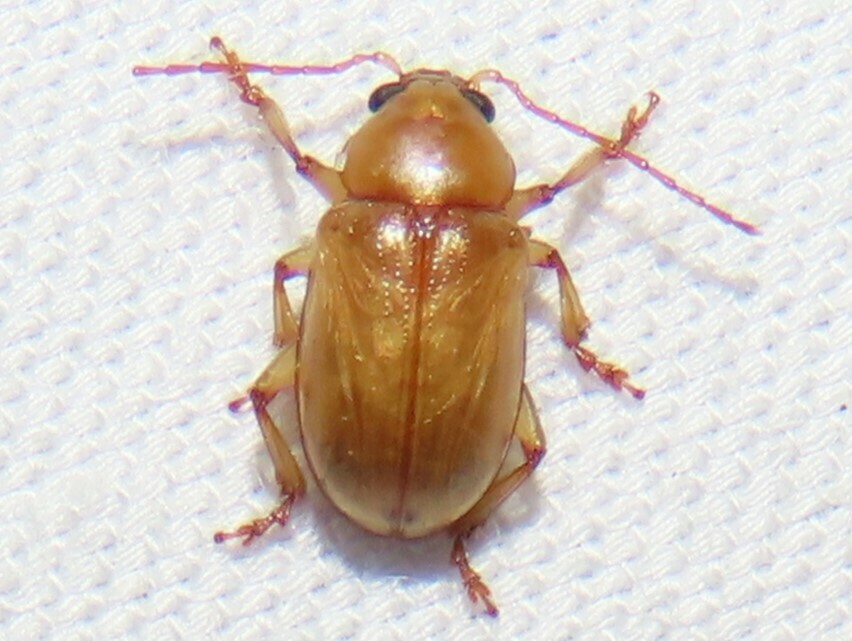 Metachroma floridanum