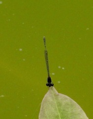 Prodasineura autumnalis