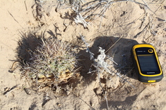 Coryphantha robustispina scheeri