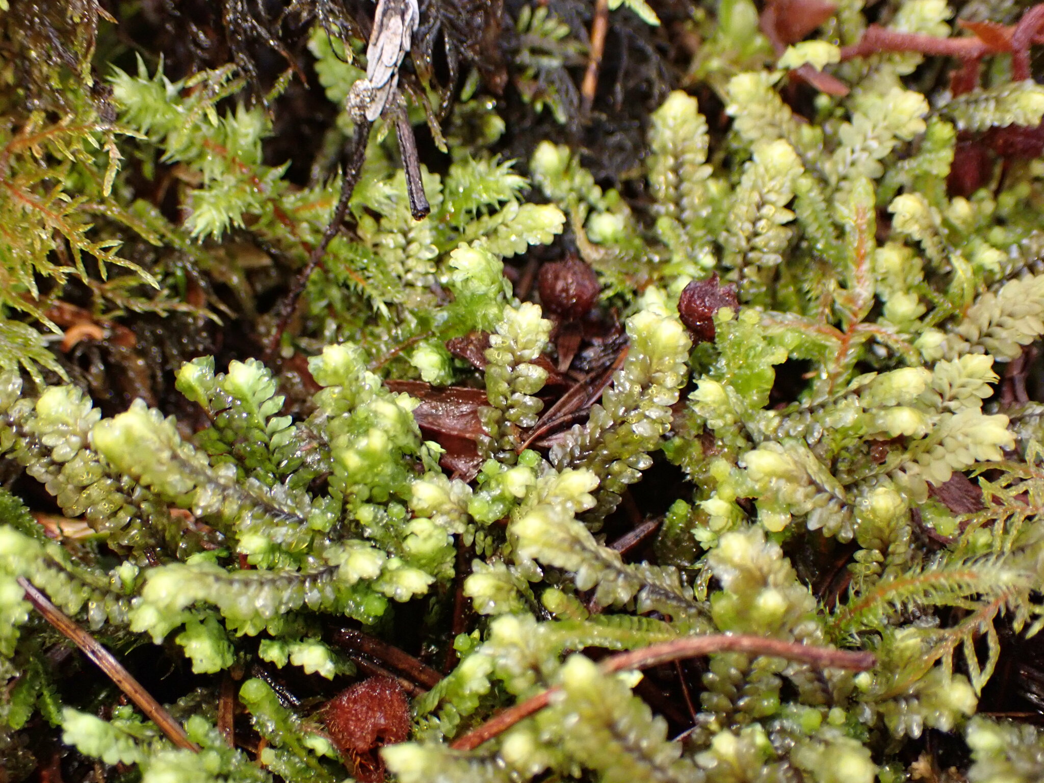 Douinia plicata