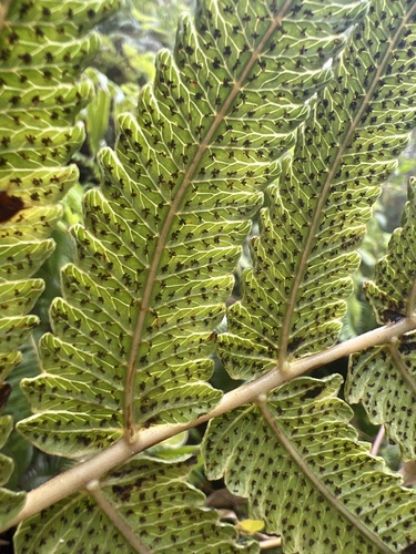 Polycarpa observed 2024-05-17