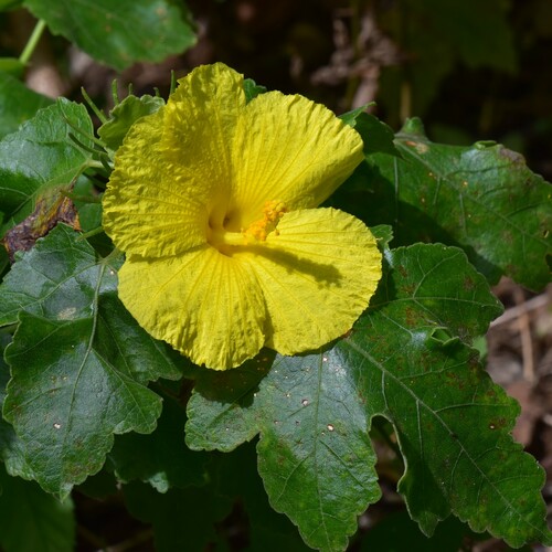 Maʻo Hau Hele (Hibiscus brackenridgei)