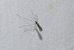 Tasiocera