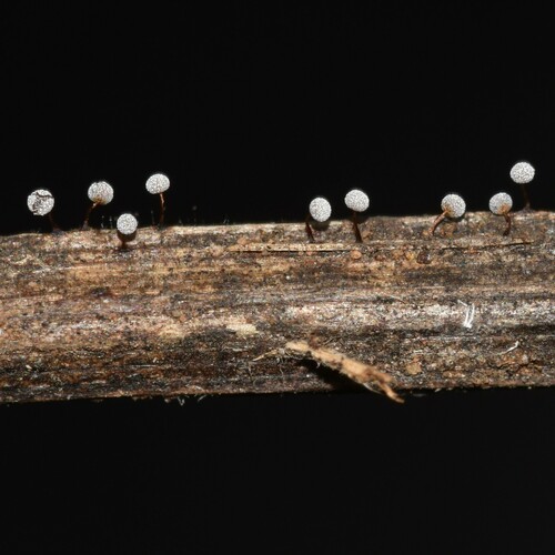 Physarum album, 2024-05-17