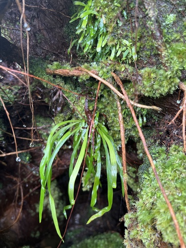 Haplopteris elongata observed 2024-05-17
