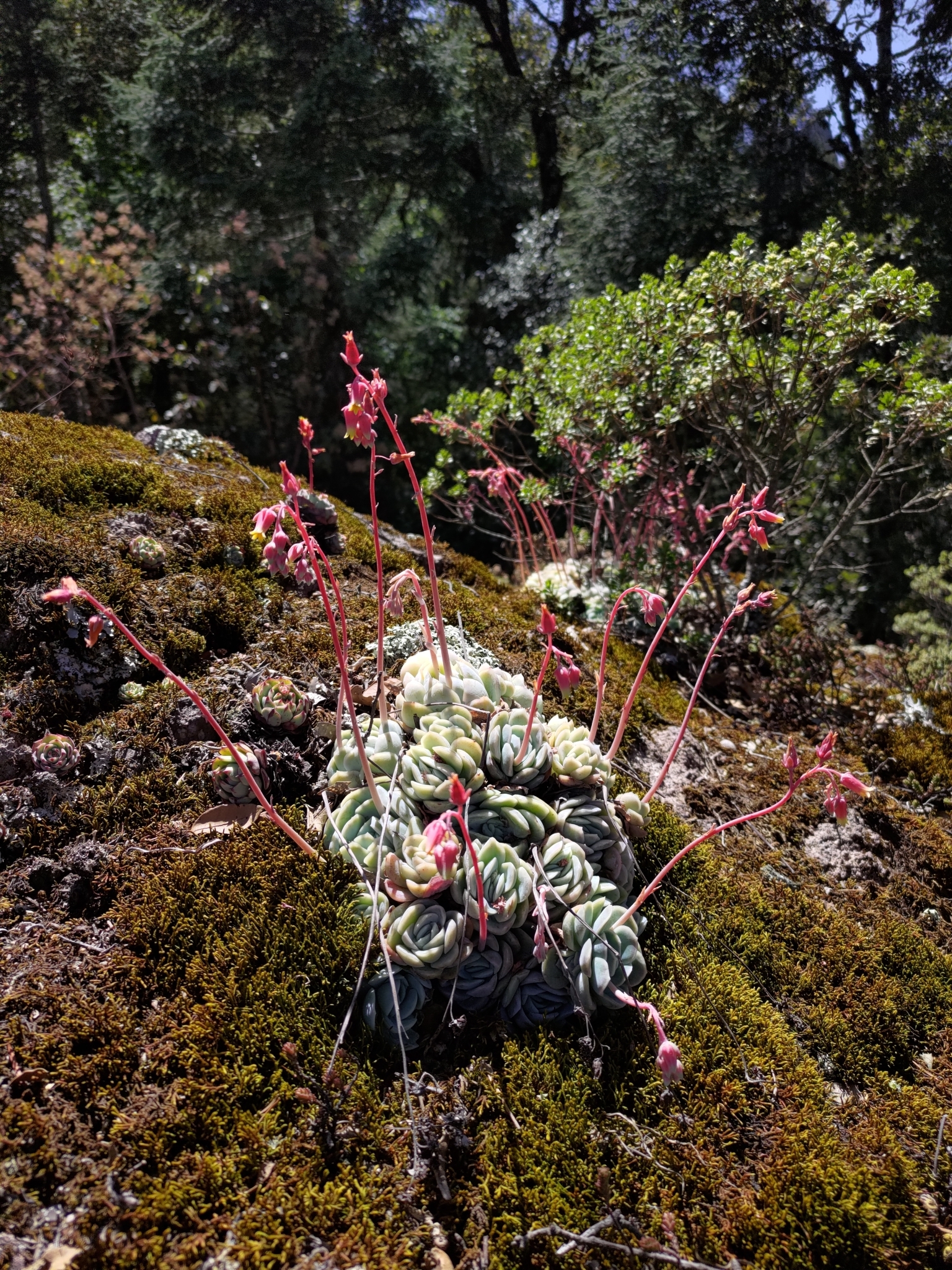 Imagem de Rosa-de-pedra
