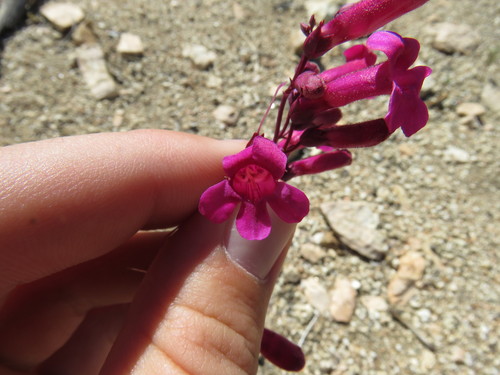 Penstemon clevelandii var. connatus