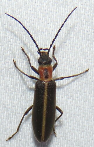 Oxycopis mimetica