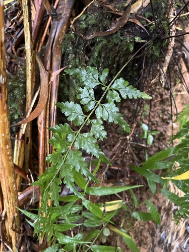 Asplenium insiticium observed 2024-05-17