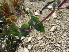 Penstemon clevelandii connatus