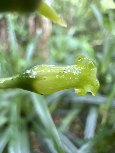 Geniostoma tinifolium