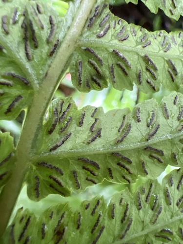 Deparia fenzliana observed 2024-05-17