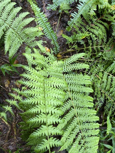 Deparia prolifera observed 2024-05-17