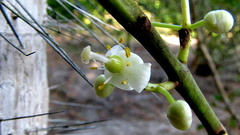 Calophyllum brasiliense