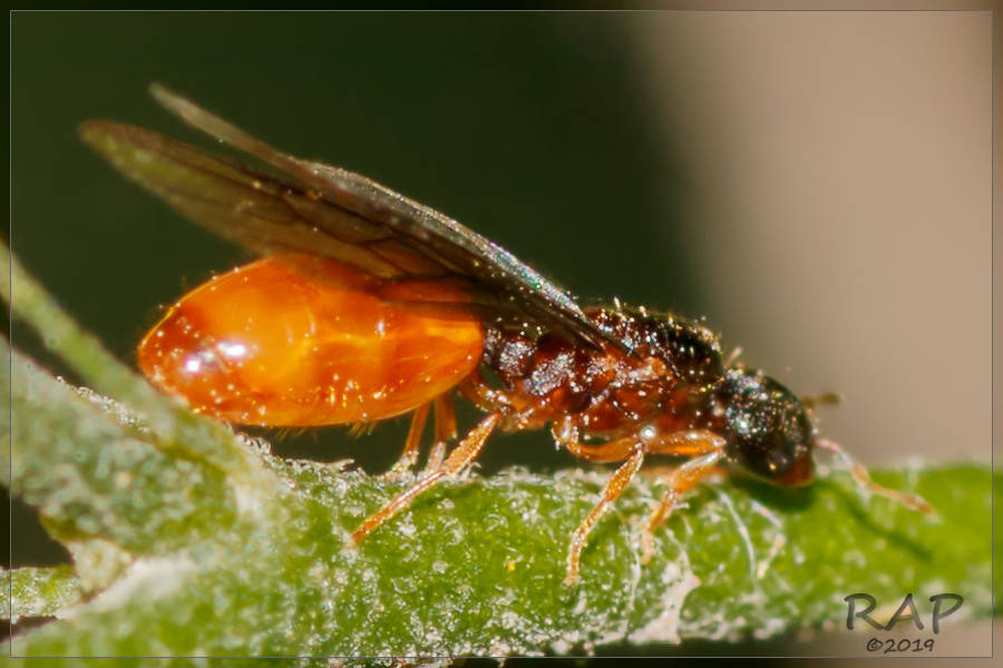 Carebara bruchi