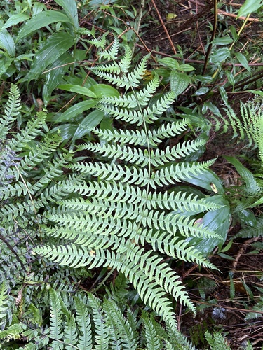 Deparia prolifera observed 2024-05-17