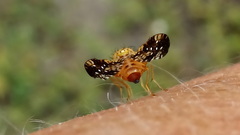 Tephritinae