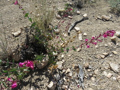 Penstemon clevelandii connatus
