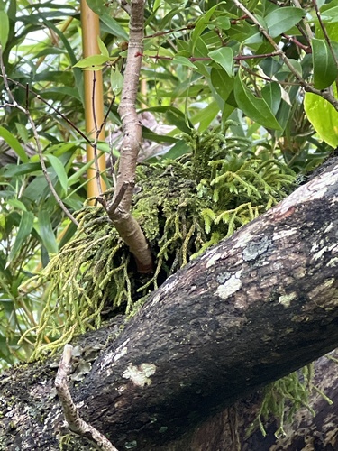 Phlegmariurus filiformis observed 2024-05-17