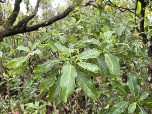 Geniostoma tinifolium