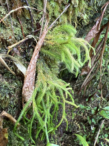 Phlegmariurus filiformis observed 2024-05-17