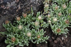 Antennaria dimorpha
