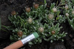Antennaria dimorpha