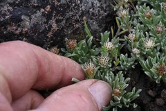 Antennaria dimorpha